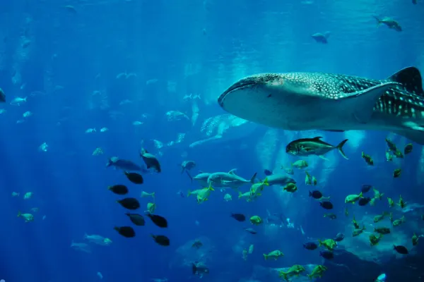 Dubai Lost Chambers Aquarium