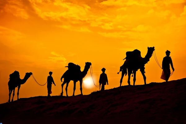 Sunset Evening Safari,